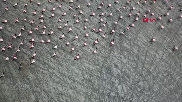 Antalya Mermer Ocaklarının Kaçırdığı Flamingolar Geri Döndü Hd