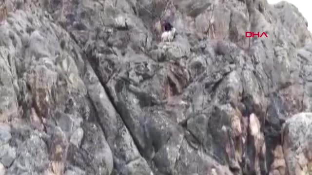 Burdur Kayalıklarda Mahsur Kalan Gebe Keçiyi Afad Kurtardı