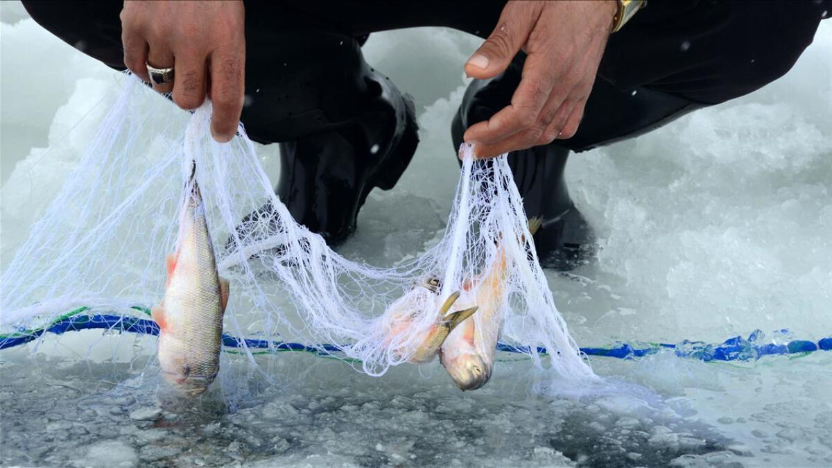 Balıkların yasal avlanma boyu ve ağırlık ölçüleri yayınlandı