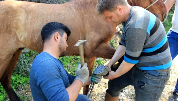 Aydın’da nisan yağışlarıyla sarp toprakların tavı geldi, ikili koşulan atlar bakıma alındı