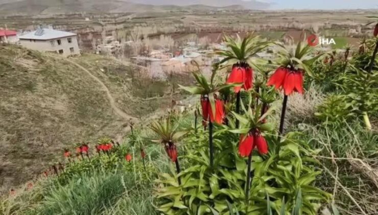 Ters lale koparmanın cezası 244 bin 314 lira