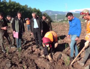 Kumluca’da İkinci Bal Ormanı Kuruldu