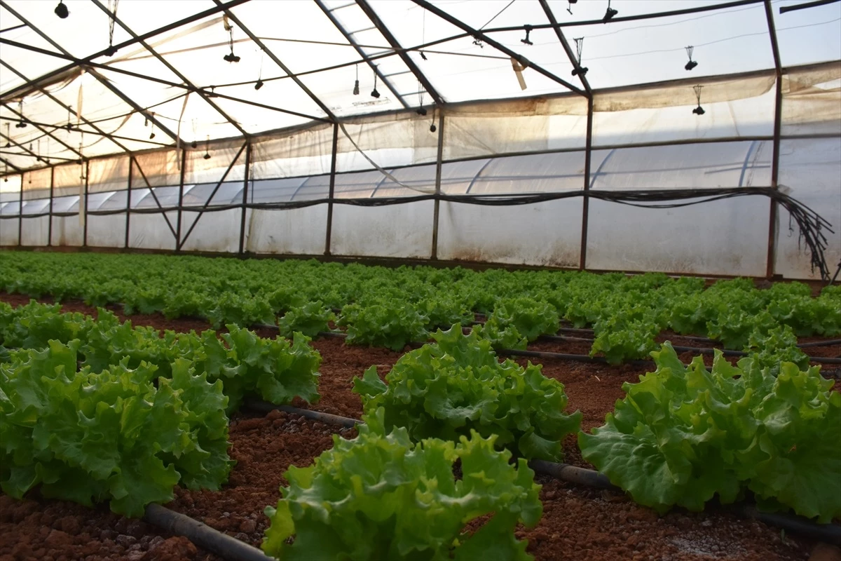 Trabzon’da 12 serada zerzevat üretimi