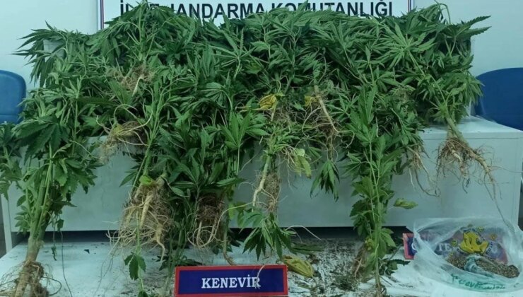 Van’da jandarma operasyonunda uyuşturucu unsur ele geçirildi