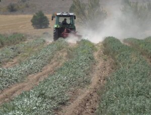 Burdur’da Ada Çayı Üretimi Azaldı