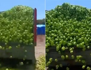 Bursa’da Üretici Biberlerini Çöpe Döktü: Tarlada 3 lira olan dolma biber ziyan oldu