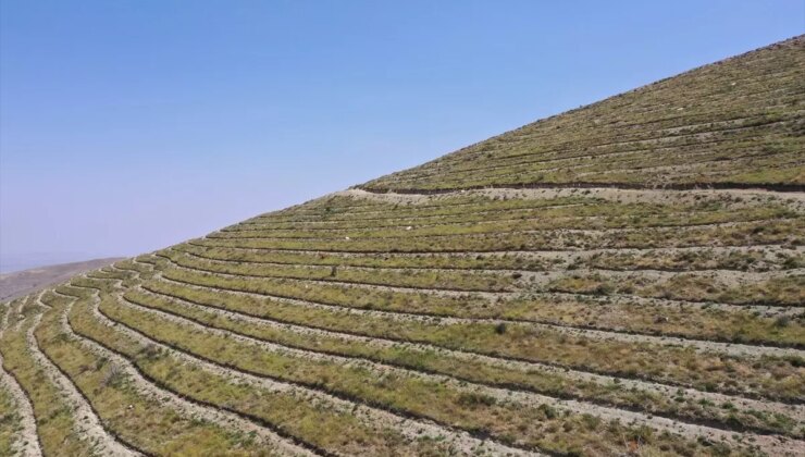 Iğdır’da teraslama yoluyla orman varlığı artırılıyor