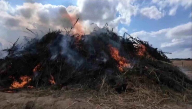 Kırklareli’de 2 Milyon Kök Kenevir Yakılarak İmha Edildi