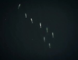 Türk Bilim İnsanları Arktik Okyanusu’ndaki Deniz Memelilerini Gözlemledi