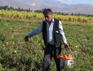 Ağrı’da Zerzevat Üretimi Artıyor