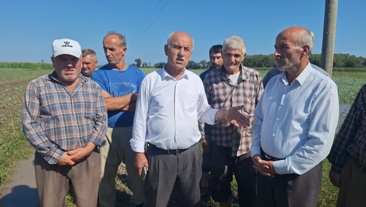 Bafra’da Çok Yağış Tarım Alanlarını Vurdu