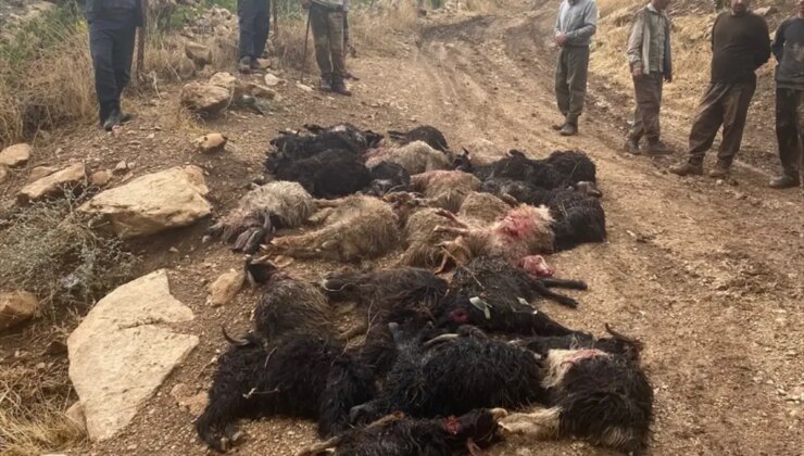 Eruh’ta Yıldırım 64 Küçükbaş Hayvanı Telef Etti
