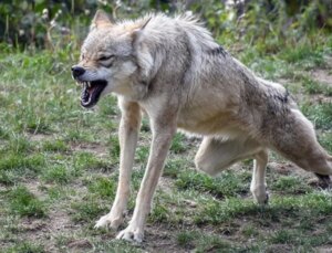 Hindistan’da kurt hücumları: Son 49 günde 10 kişi hayatını kaybetti