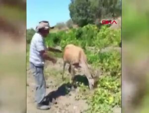 Jenerasyonu Tehlike Altındaki Kızıl Geyik Tarlada Kavun Yerken Görüntülendi