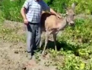 Jenerasyonu Tehlike Altındaki Kızıl Geyik Tarlada Kavun Yerken Görüntülendi