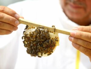 Kırklareli Arısı Islah Projesi Başladı