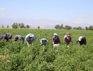 Maraş Biberinde Rekolte Beklentisi: 30 Bin Ton