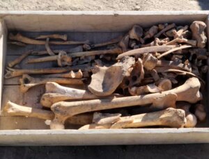 5 Bin Yıllık İskelet Hacılar Büyük Höyük’te Bulundu