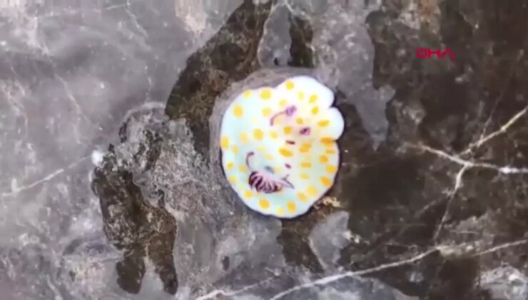 Akdeniz Tropikalleşiyor: Yeni Tiplerin Tesiri ve Yerli Cinslere Tehdit