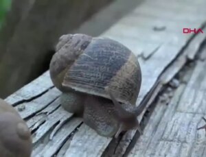 Burdur’da Salyangoz Üretimi İçin Yeni Proje Hayata Geçti