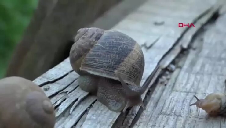 Burdur’da Salyangoz Üretimi İçin Yeni Proje Hayata Geçti