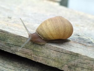 Burdur’da Salyangoz Üretimi ile Çiftçilere Yeni Gelir Kaynağı