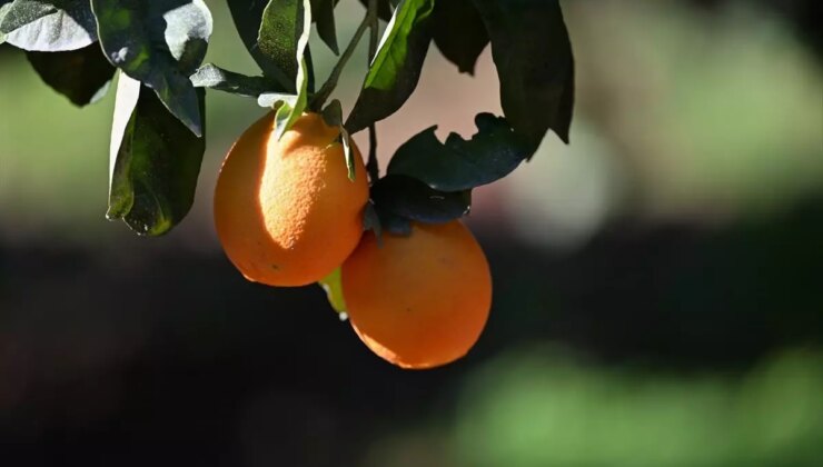 Antalya’nın Turunçları: Lezzet ve Görsellik