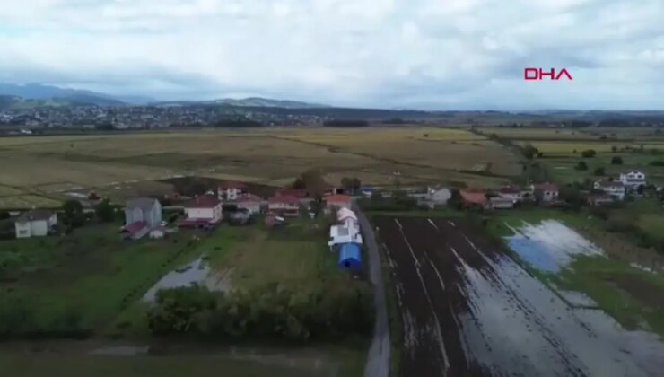 Türkiye, Dünya Defne Gereksiniminin Yüzde 95’ini Karşılıyor