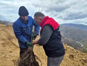 Düzce’de Kestane Fidanları Dikiliyor