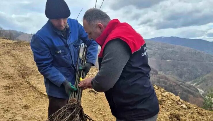 Düzce’de Kestane Fidanları Dikiliyor