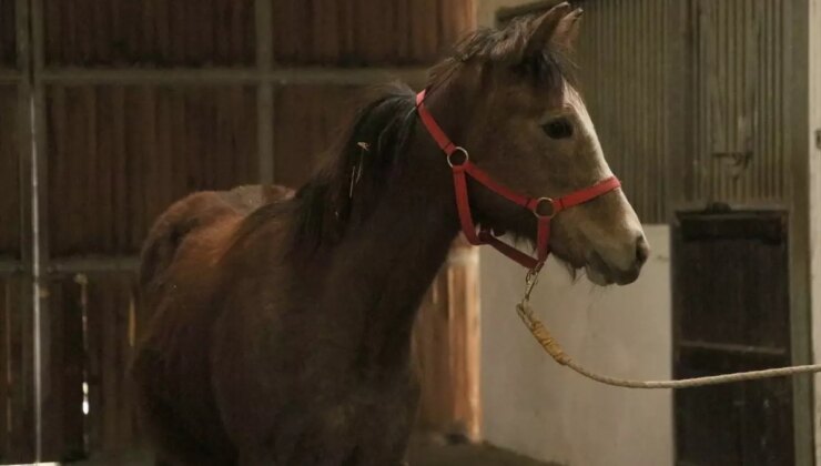 TMSF, İBB’ye İlişkin Kısrak ve Tay’ı Satışa Çıkarıyor