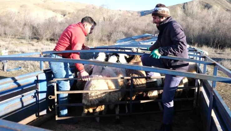 Besiciler Baharla Dağlara Çıktı