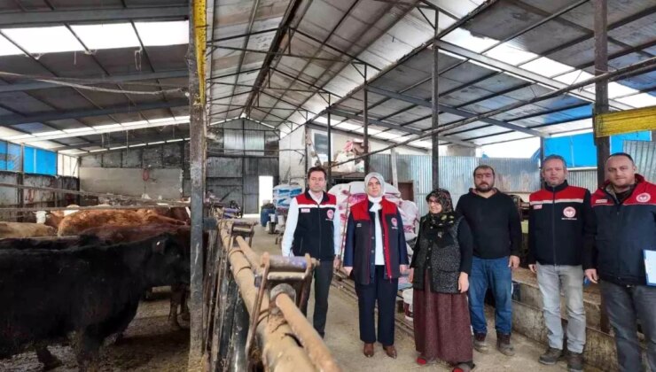Düzce’de bayan yetiştiriciye etçi ırk düve takviyesi