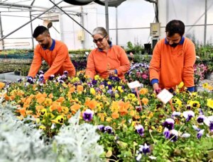 Muratpaşa’dan örnek bitki üretim modeli