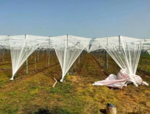 Sarıgöl’de Üzüm Bağları Doluya Karşı Korunuyor