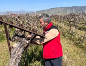 Sarıgöl’de Üzüm Bağları İçin Denetimler Devam Ediyor