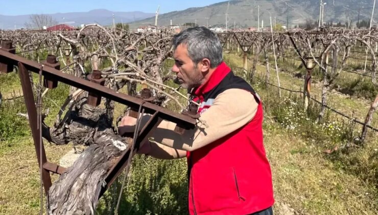 Sarıgöl’de Üzüm Bağları İçin Denetimler Devam Ediyor