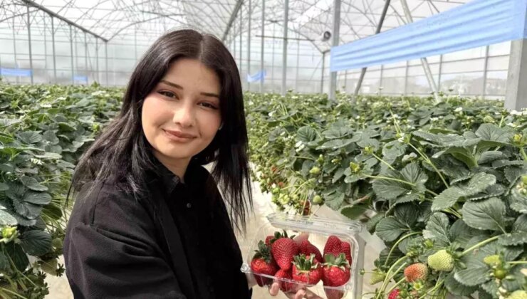 Tarsus’ta topraksız tarımda birinci çilek hasadı yapıldı