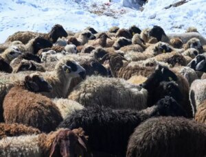 Van’da Küçükbaş Hayvancılık Projeleri Gelişiyor