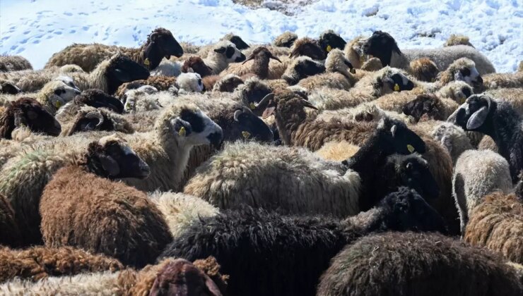 Van’da Küçükbaş Hayvancılık Projeleri Gelişiyor