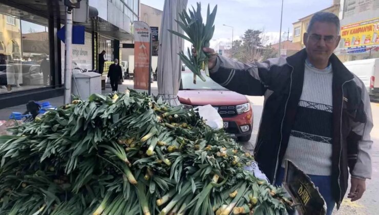 Doğal Antibiyotik: Çiriş Otu Tezgahlarda!