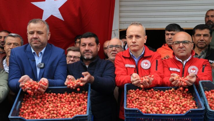 Erken Kiraz Hasadı Başladı