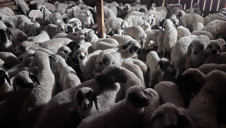 Erzincan’da Kuzuların Renkli Buluşması