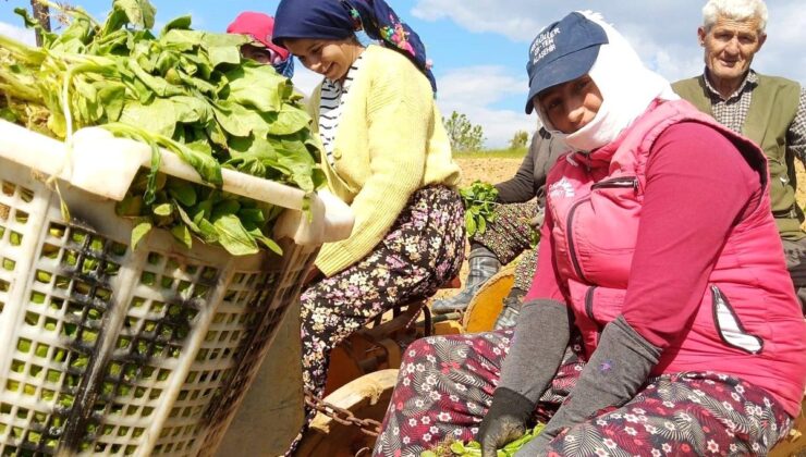 Sarıgöl’de Tütün Dikim Dönemi Açıldı