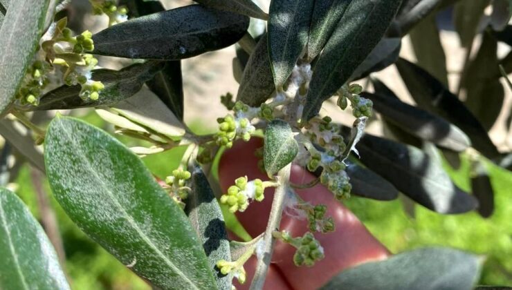 Sarıgöl’de Zeytin Üreticilerine Pamuklu Bit Uyarısı
