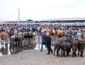 Şarkışla Hayvan Pazarında Yoğunluk Artıyor