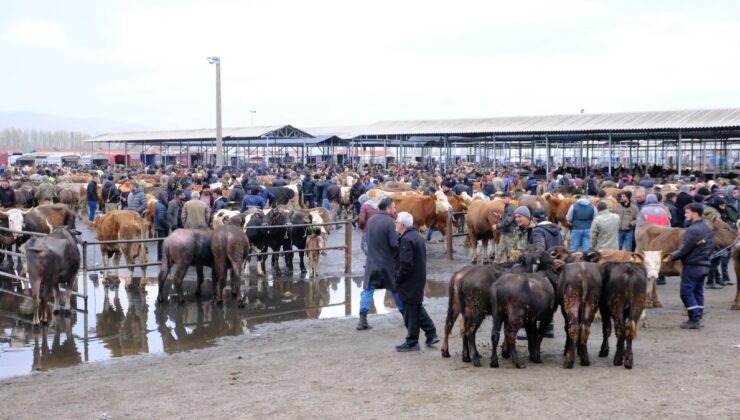 Şarkışla Hayvan Pazarında Yoğunluk Artıyor