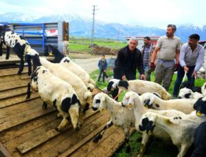Erzincan Tulum Peyniri için Yayla Dönemi Açıldı