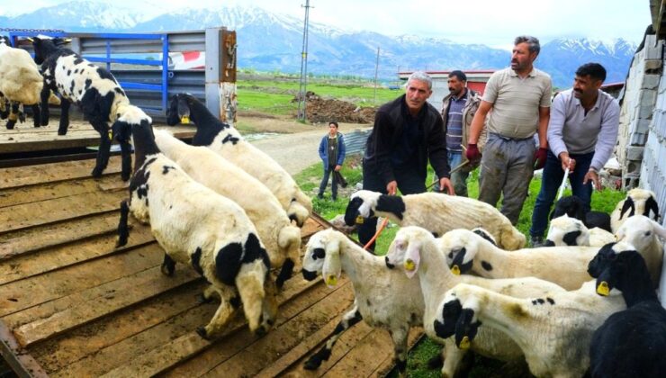 Erzincan Tulum Peyniri için Yayla Dönemi Açıldı