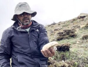 Erzincan’da Çaşır Mantarı 2 Bin Lira